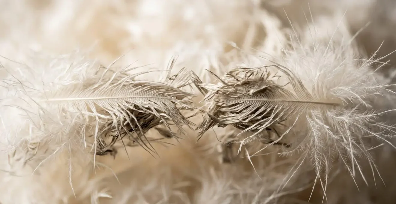 Gros plan macro sur fibres de duvet compressées montrant la dégradation du pouvoir gonflant