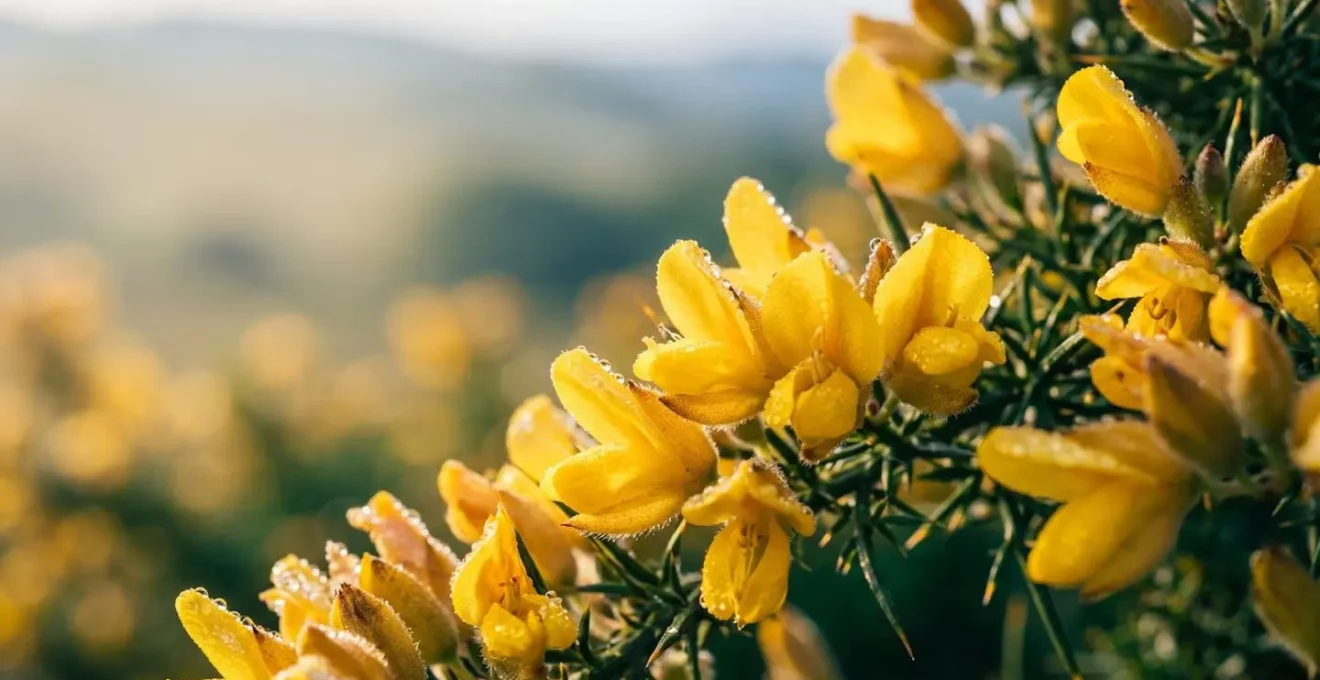 Landes bretonnes couvertes d'ajoncs en fleurs jaune d'or en mai, lumière douce, paysage vallonné à perte de vue, ambiance contemplative